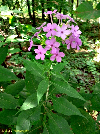 {Phlox amplifolia}